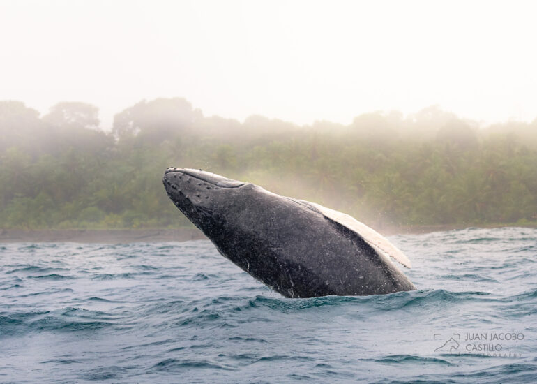 Juvenil de Ballena Jorobada (Megaptera novaeangliae) saltando en el pacifico colombiano.