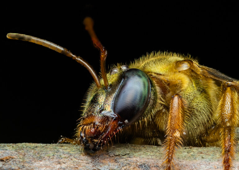 Close-up a la cabeza de una abeja nocturna