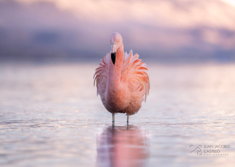 Flamenco chileno (Phoenicopterus chilensis) sobre un lago al amanecer en la patagonia.