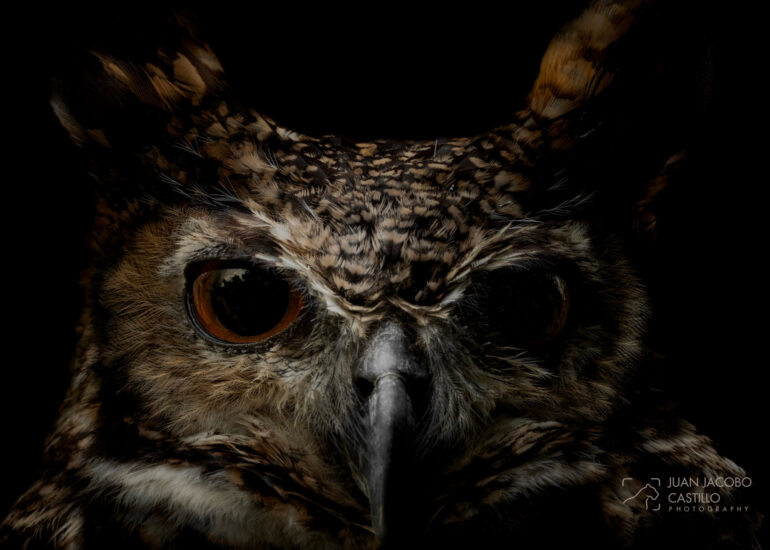 Foto close-up de los ojos de un Búho real (Bubo virginianus)
