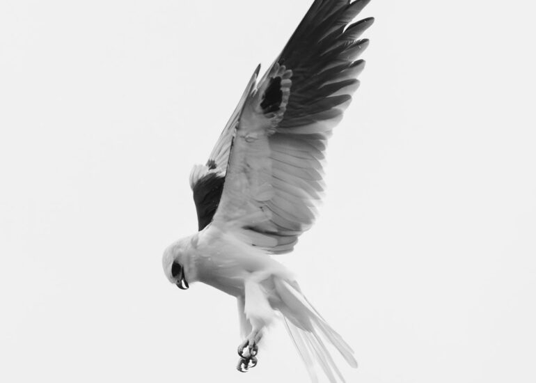 Halcón Maromero (Elanus leucurus) suspendido en el aire con las alas extendidas.
