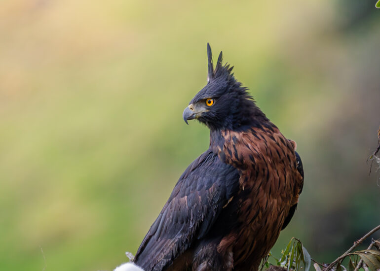 Aguila Real de Montaña (Spizaetus Isidori) y su polluelo en el nido.
