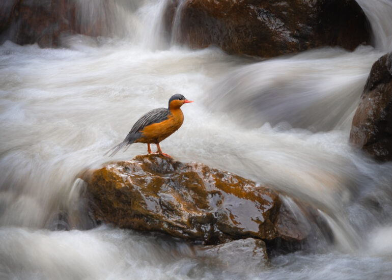 Larga exposición de la hembra de un Pato de Torrentes (Merganetta armata), descansando sobre una piedra.