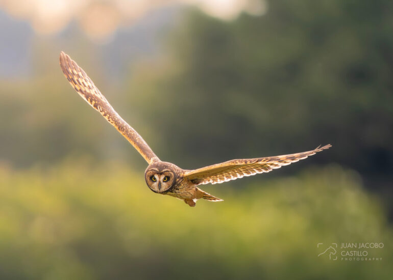Buho Campestre (asio flammeus) volando al atardecer mientras mira a camara.