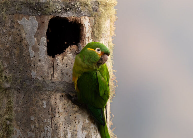 Periquito paramuno (leptosittaca branickii) construyendo su nido en una palma de cera.
