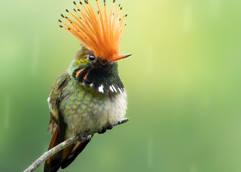 Coqueta Crestirrufa (Lophornis delattrei) perchada bajo la lluvia sobre una rama.