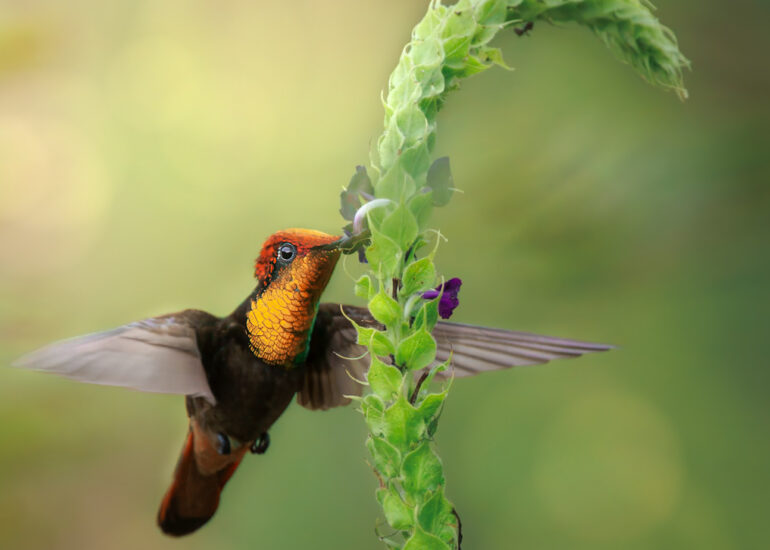 Colibrí Rubitopacio (Chrysolampis mosquitus) en vuelo, alimentandose de una flor.
