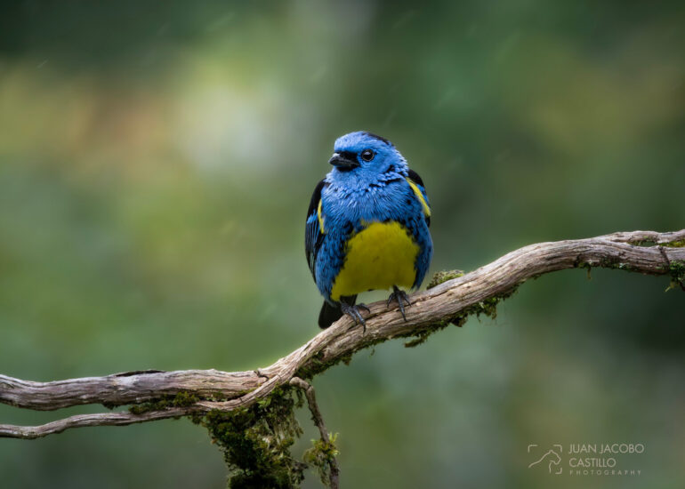 Tángara turquesa (Tangara mexicana), perchada bajo la lluvia sobre un tronco.