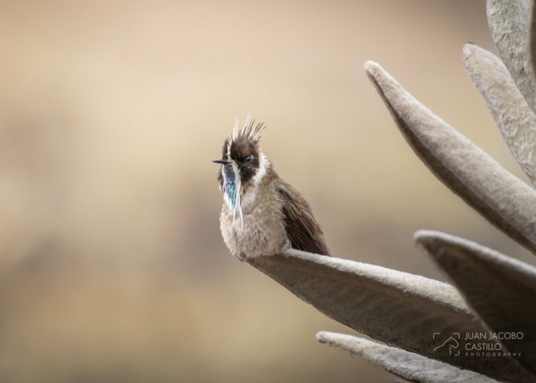 Barbudito de paramo (oxypogon guerinii) posado sobre la hoja de un frailejon.