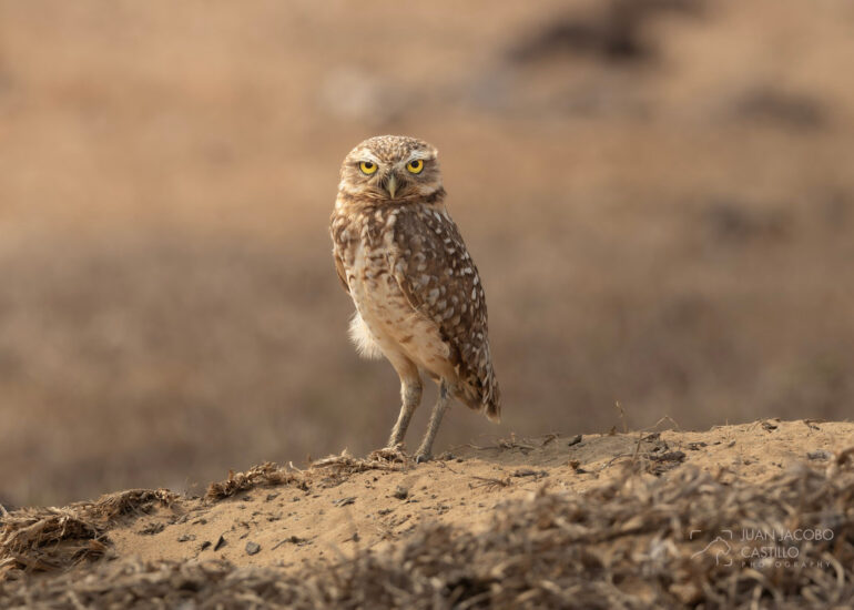 Búho de madriguera (Athene cunicularia) parado fuera de su nido, mirando la cámara sobre un piso de tierra.