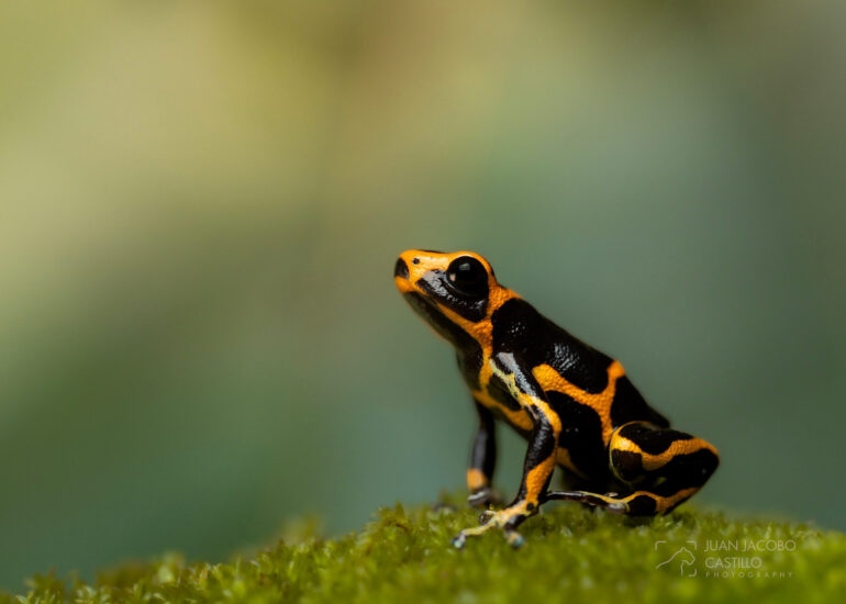 Rana venenosa imitadora (Ranitomeya imitator) posada sobre una parche de musgo.