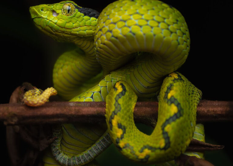 Nauyaca de Arbol de manchas amarillas (Bothriechis aurifer), tomada en Guatemala.