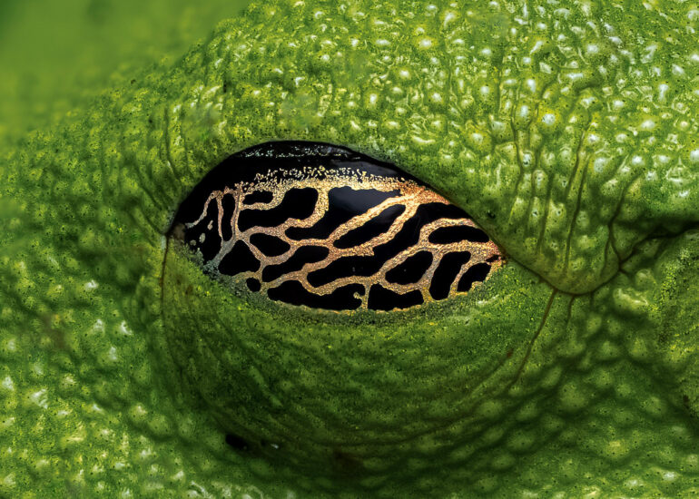 Close-up al ojo de una Rana verde de ojos negros (Agalychnis moreletii)
