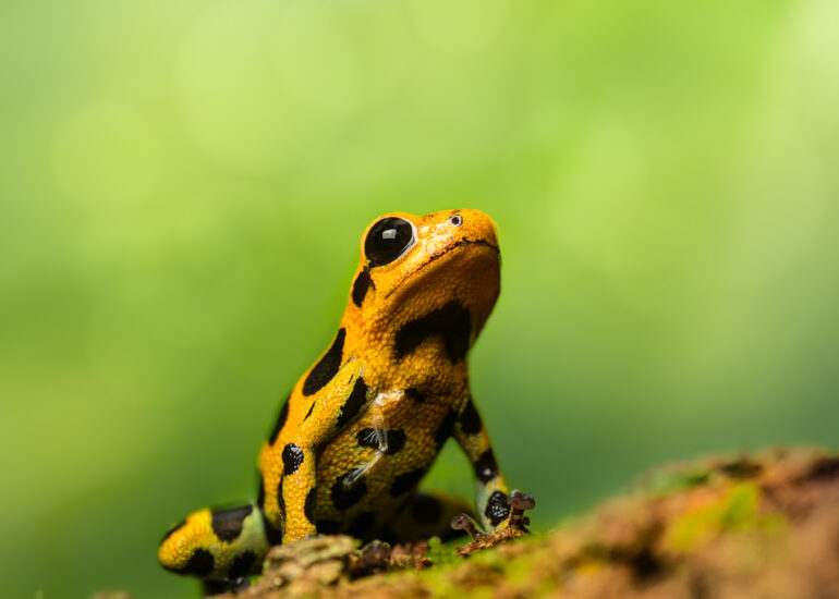 Rana venenosa imitadora (ranitomeya imitator)