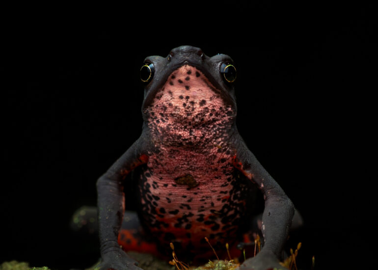 Retrato de un atelopus seminiferus sentado sobre un parche vegetal.