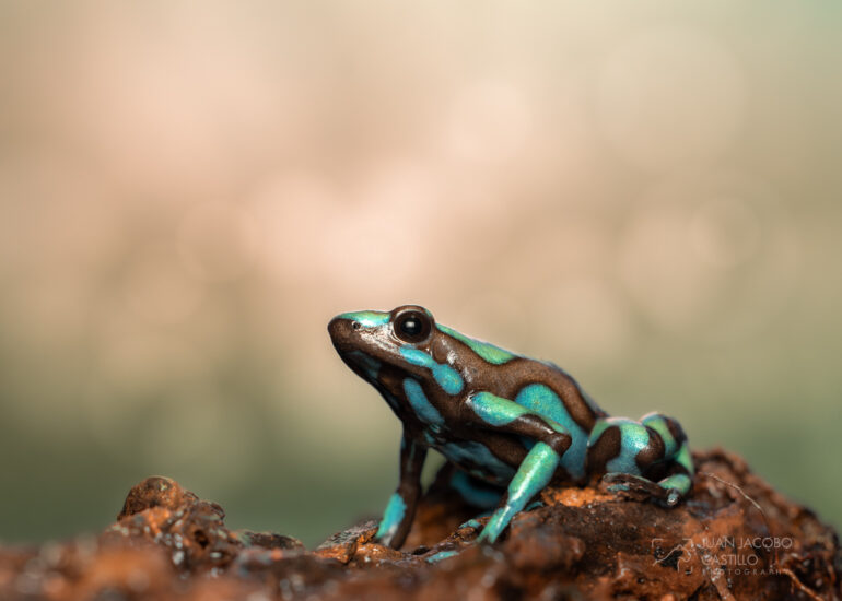 Rana venenosa verde y negra (dendrobates auratus)