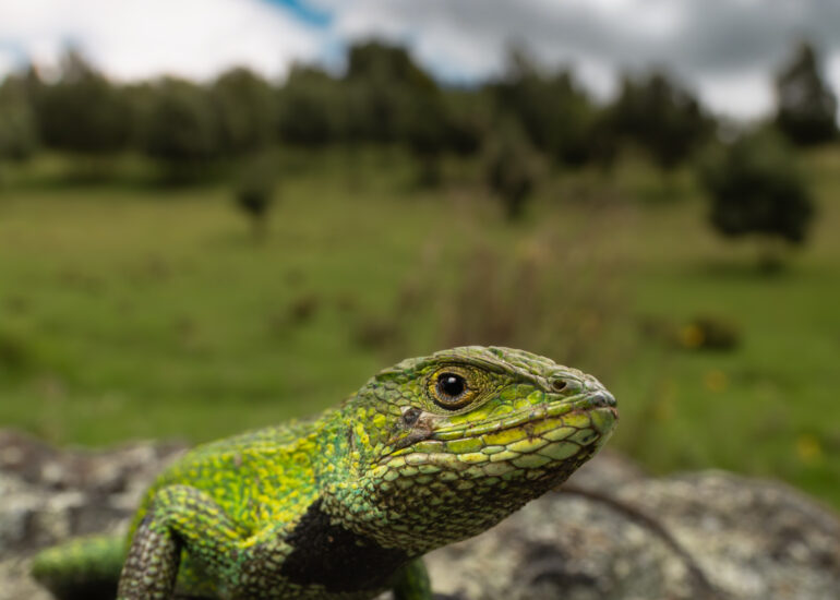 Lagarto Collarejo (Stenocercus trachycephalus) posado sobre una roca.