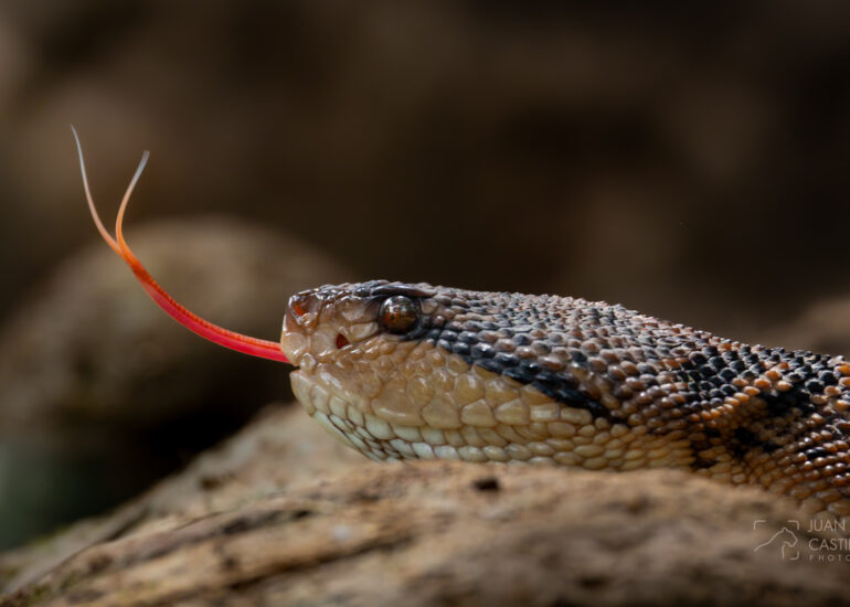 Foto close-up de una serpiente verrugosa (lachesis muta) sacando la lengua