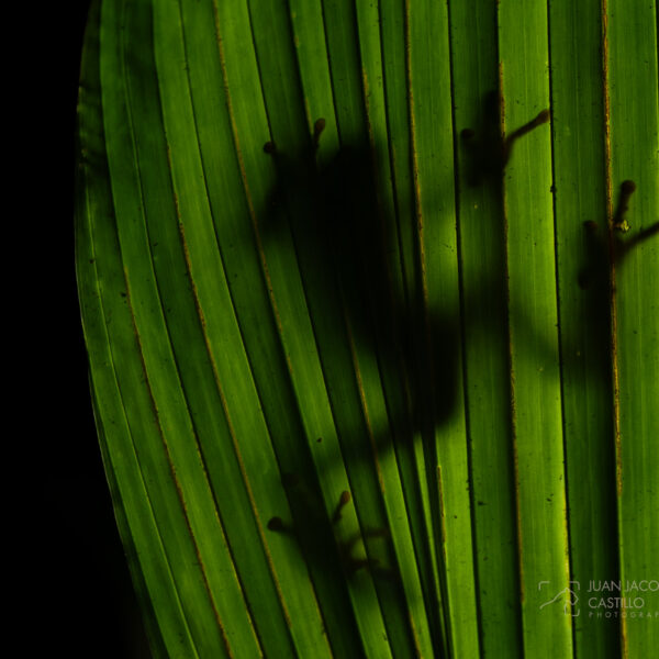 Sombra de una rana tigre (Phyllomedusa tomopterna) tomada desde abajo de una hoja.