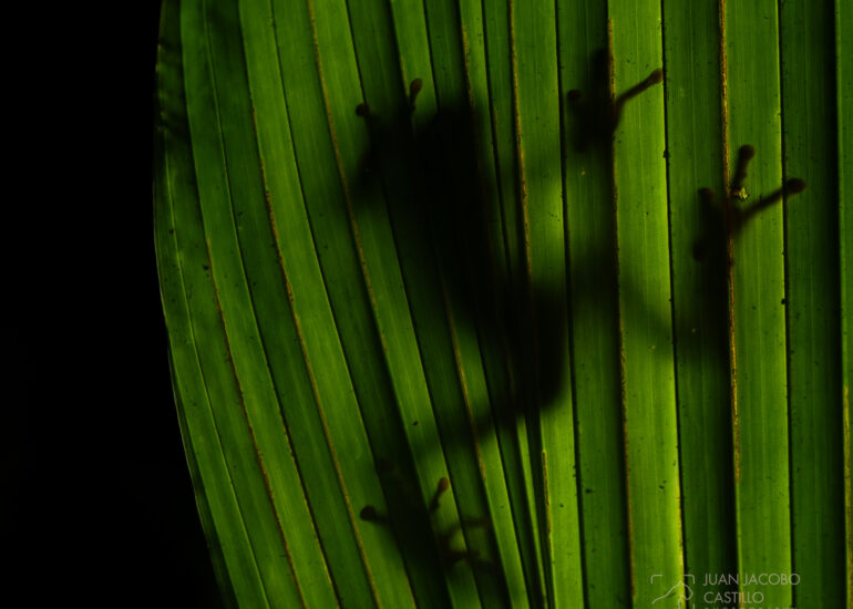 Sombra de una rana tigre (Phyllomedusa tomopterna) tomada desde abajo de una hoja.