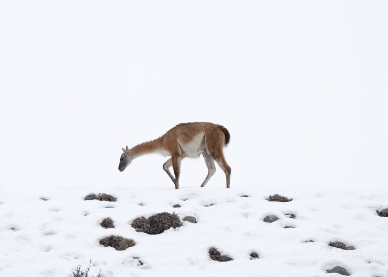 Guanaco sobre la nieve en la patagonia chilena.