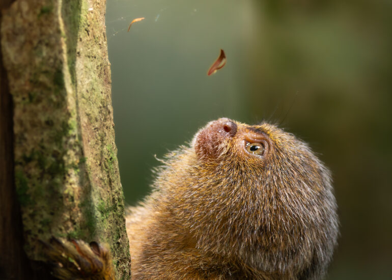 Tití pigmeo (Cebuella pygmaea) sobre un arbol mirando una telaraña