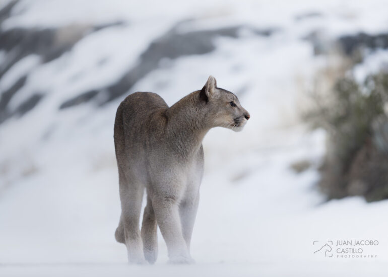 Puma Concolor caminando sobre la nieve en la patagonia chilena.