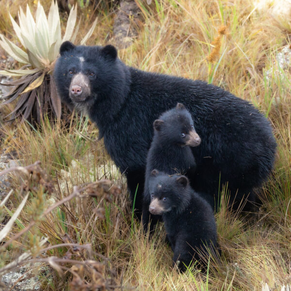 Mama y cachorros de oso andino en los páramos colombianos (tremarctos ornatus)