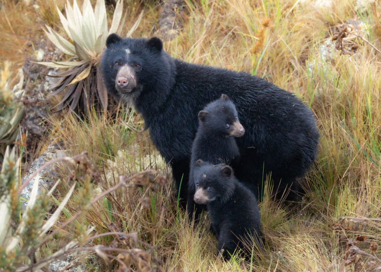 Mama y cachorros de oso andino en los páramos colombianos (tremarctos ornatus)