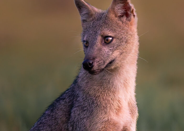 Zorro cangrejero (Cerdocyon thous) al atardecer en los llanos colombianos.