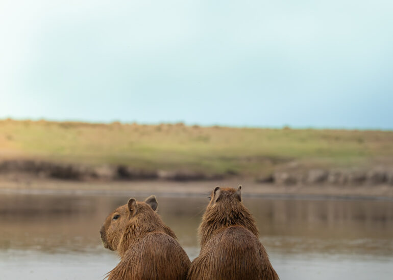 pareja de Capybaras (Hydrochoerus hydrochaeris) sentados frente a un lago viendo el atardecer.