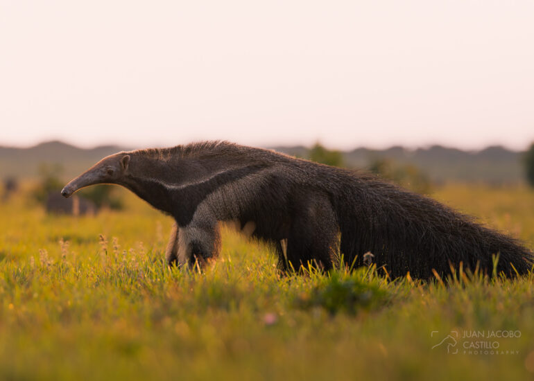 Oso hormiguero gigante (Myrmecophaga tridactyla) en los llanos colombianos al atardecer.