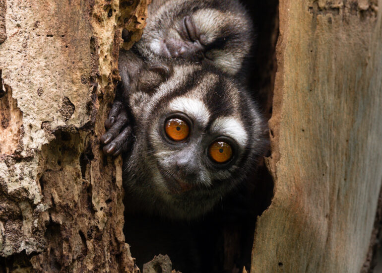 Madre e hijo de mico de noche llanero (Aotus brumback), asomados por su nido.