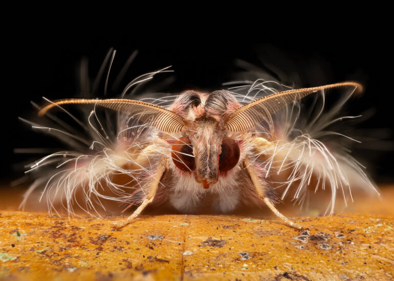 Close up de Polilla de walker (sosxetra grata)