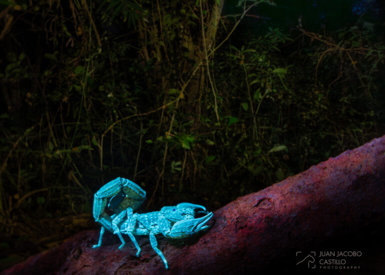Escorpión bajo luz UV