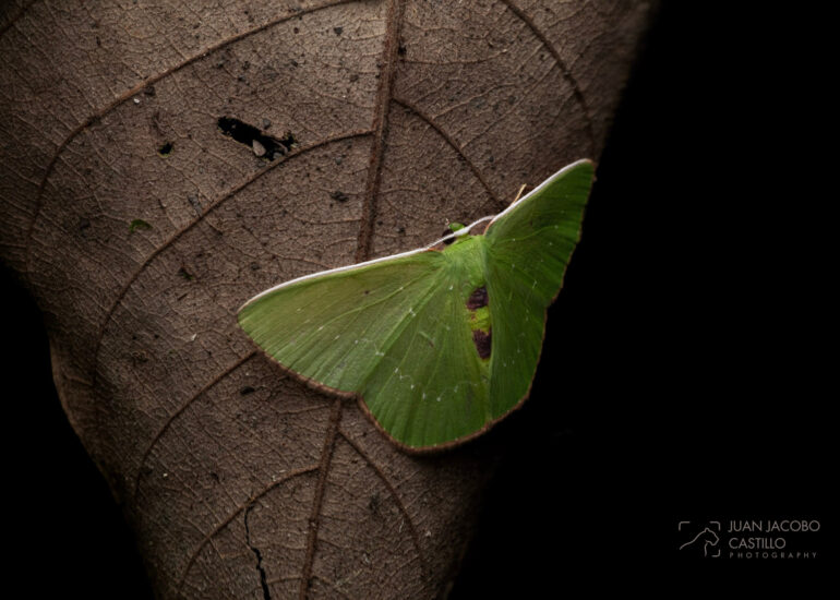 Polilla verde sobre una hoja seca
