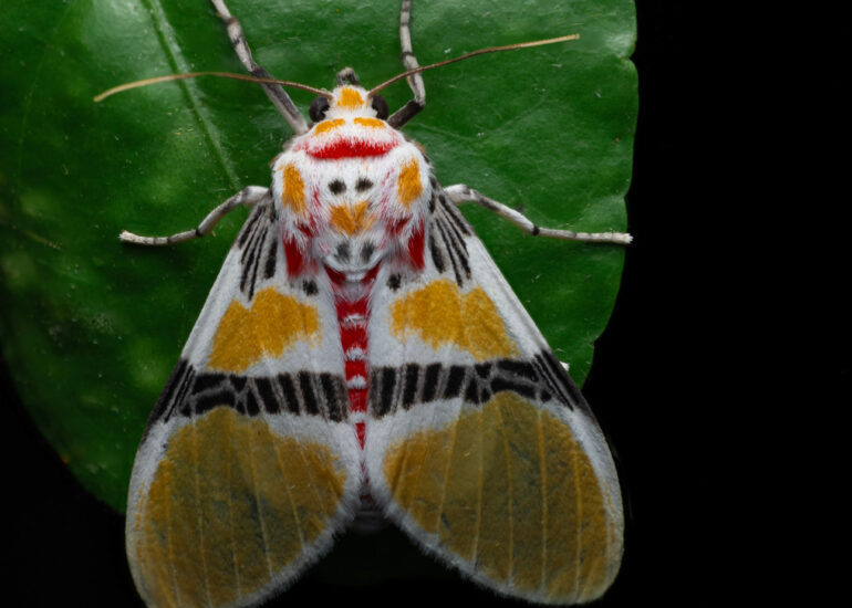 Polilla sobre una hoja verde